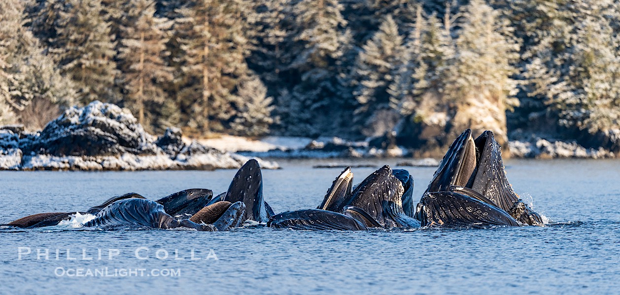 Humpback whales surface together during coordinated bubble-net feeding in Southeast Alaska. The whales use bubbles, sound, and movement to corral fish before capturing them in their open mouths., Megaptera novaeangliae, natural history stock photograph, photo id 41581