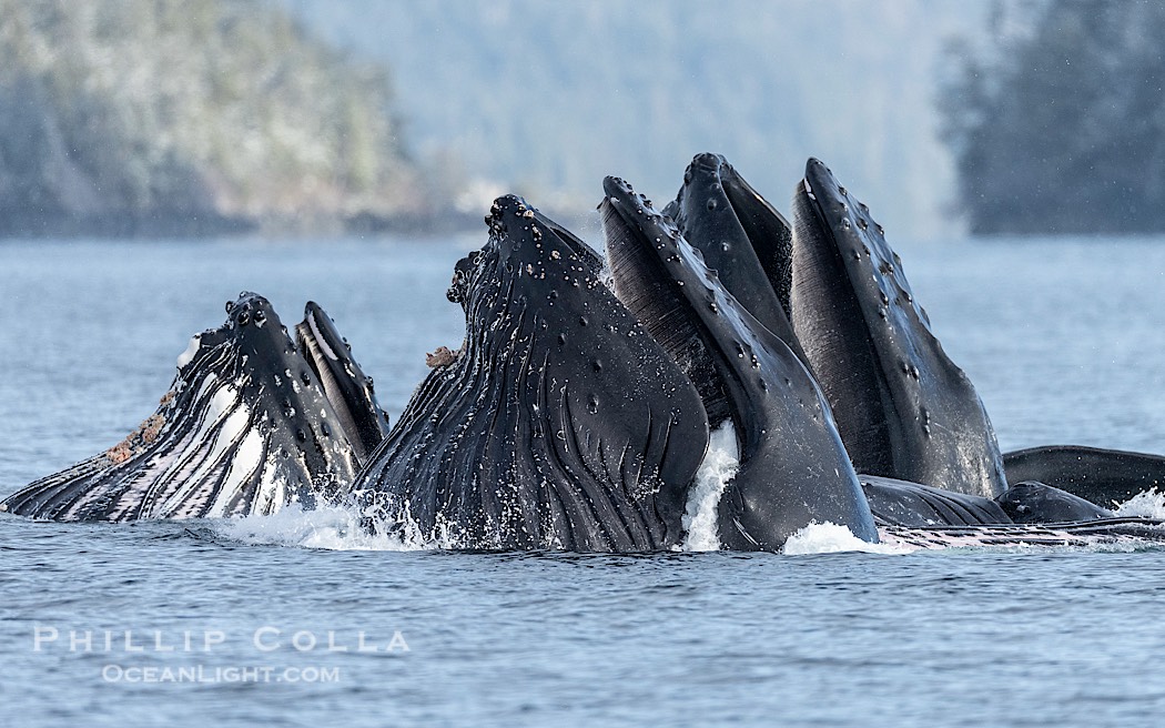 Humpback whales surface together during coordinated bubble-net feeding in Southeast Alaska. The whales use bubbles, sound, and movement to corral fish before capturing them in their open mouths., Megaptera novaeangliae, natural history stock photograph, photo id 41585