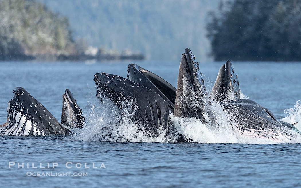 Humpback whales surface together during coordinated bubble-net feeding in Southeast Alaska. The whales use bubbles, sound, and movement to corral fish before capturing them in their open mouths., Megaptera novaeangliae, natural history stock photograph, photo id 41593