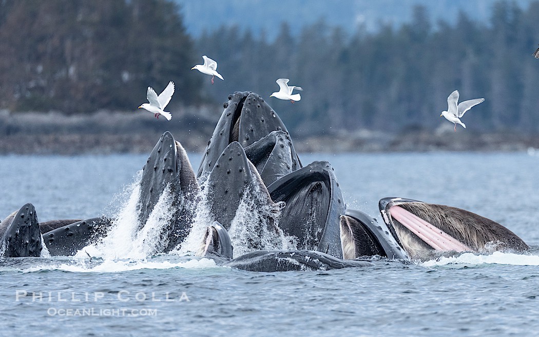 Humpback whales surface together during coordinated bubble-net feeding in Southeast Alaska. The whales use bubbles, sound, and movement to corral fish before capturing them in their open mouths., Megaptera novaeangliae, natural history stock photograph, photo id 41601