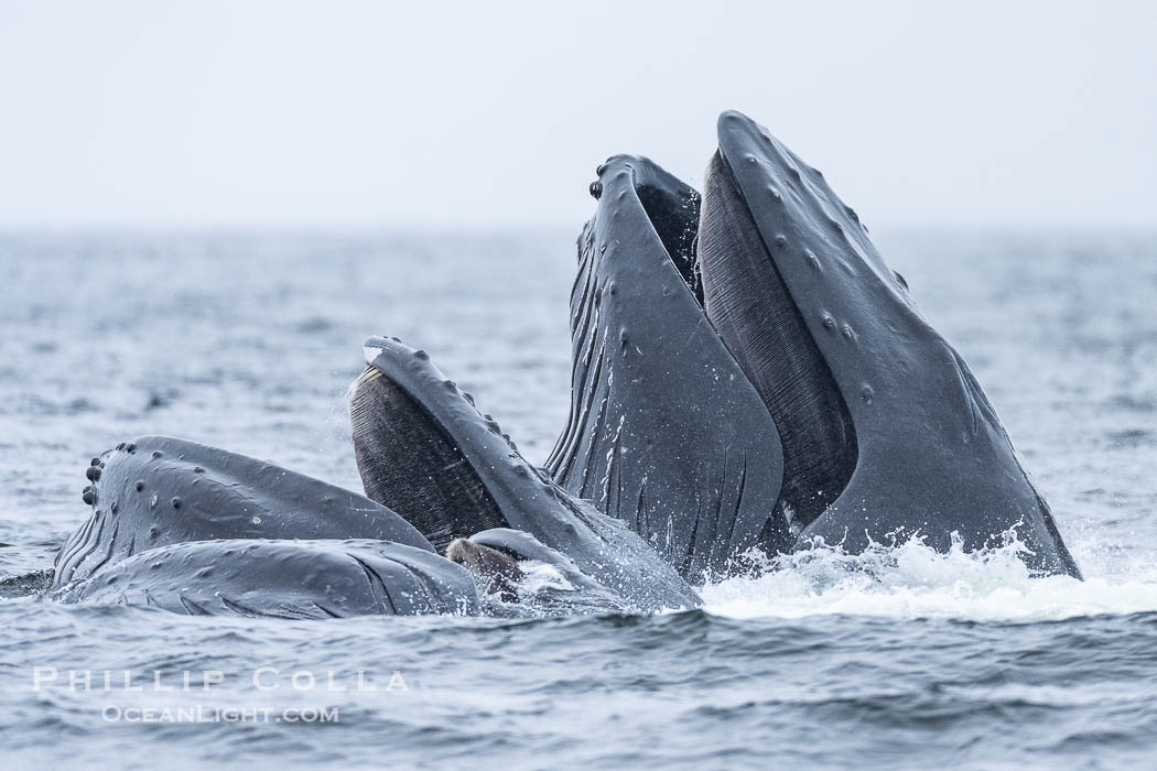 Humpback whales surface together during coordinated bubble-net feeding in Southeast Alaska. The whales use bubbles, sound, and movement to corral fish before capturing them in their open mouths., Megaptera novaeangliae, natural history stock photograph, photo id 41605