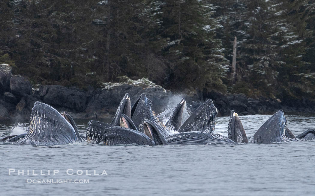 Humpback whales surface together during coordinated bubble-net feeding in Southeast Alaska. The whales use bubbles, sound, and movement to corral fish before capturing them in their open mouths., Megaptera novaeangliae, natural history stock photograph, photo id 41617