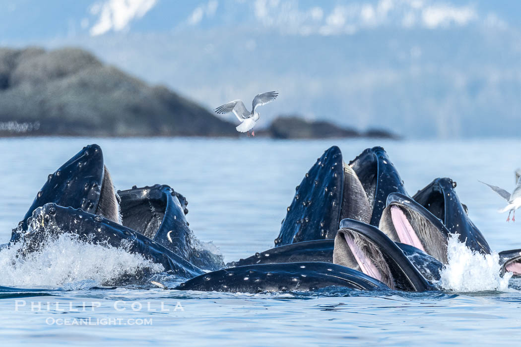 Humpback whales surface together during coordinated bubble-net feeding in Southeast Alaska. The whales use bubbles, sound, and movement to corral fish before capturing them in their open mouths., Megaptera novaeangliae, natural history stock photograph, photo id 41629