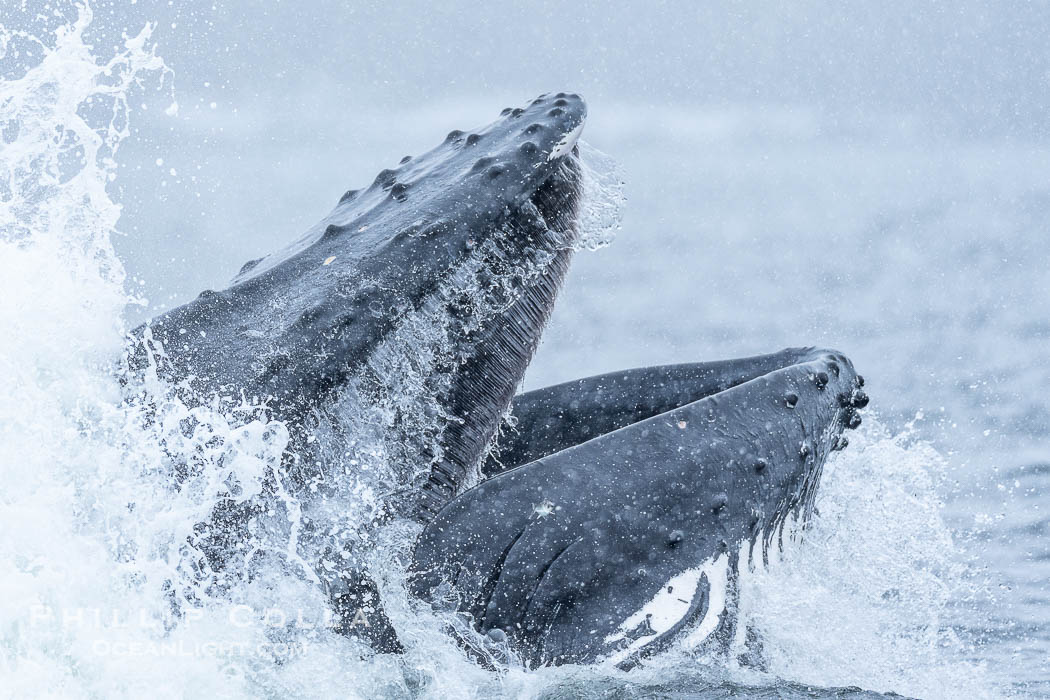 Humpback whales surface together during coordinated bubble-net feeding in Southeast Alaska. The whales use bubbles, sound, and movement to corral fish before capturing them in their open mouths., Megaptera novaeangliae, natural history stock photograph, photo id 41649