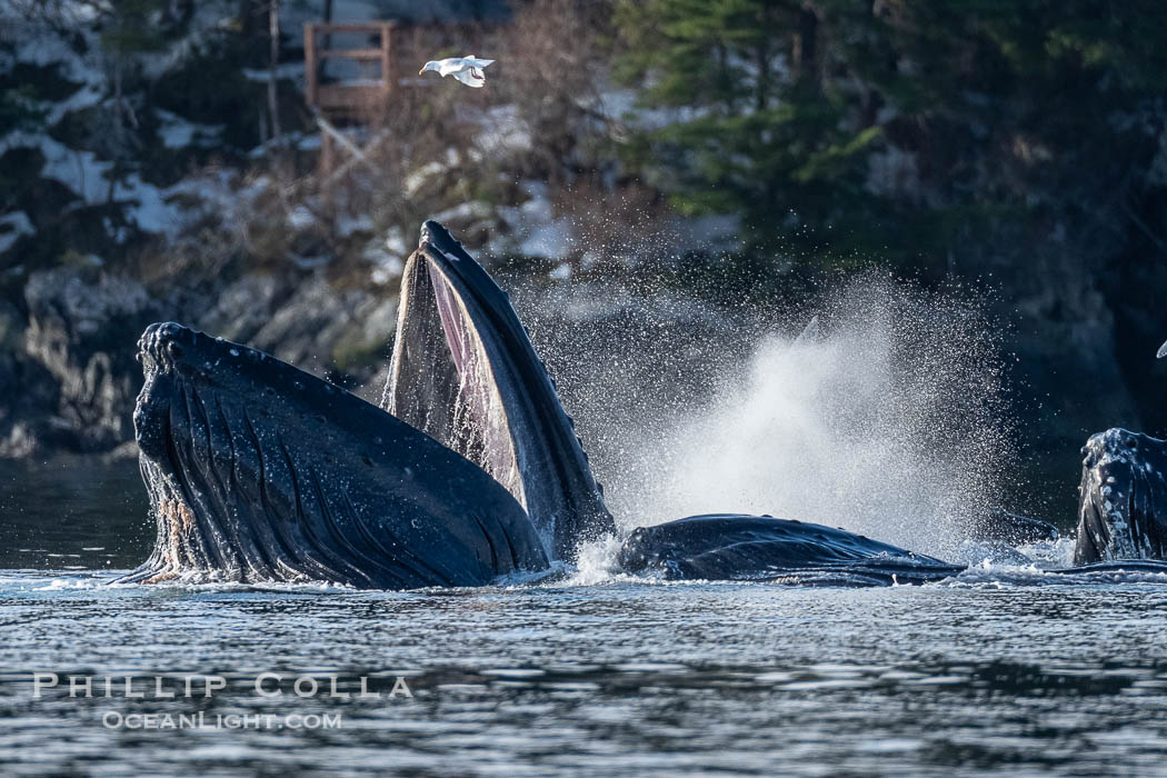 Humpback whales surface together during coordinated bubble-net feeding in Southeast Alaska. The whales use bubbles, sound, and movement to corral fish before capturing them in their open mouths., Megaptera novaeangliae, natural history stock photograph, photo id 41669