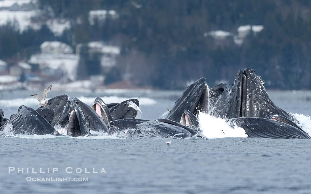 Humpback whales surface together during coordinated bubble-net feeding in Southeast Alaska. The whales use bubbles, sound, and movement to corral fish before capturing them in their open mouths., Megaptera novaeangliae, natural history stock photograph, photo id 41673