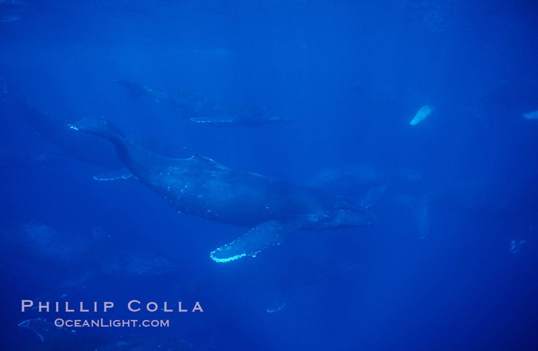 North Pacific humpback whale, large active group. Maui, Hawaii, USA, Megaptera novaeangliae, natural history stock photograph, photo id 00502
