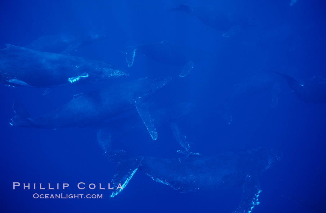 North Pacific humpback whale, large active group. Maui, Hawaii, USA, Megaptera novaeangliae, natural history stock photograph, photo id 00506