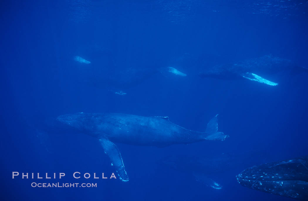 North Pacific humpback whale, active group. Maui, Hawaii, USA, Megaptera novaeangliae, natural history stock photograph, photo id 00510