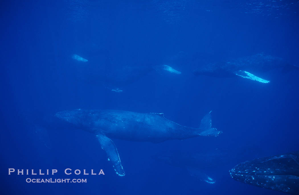 North Pacific humpback whale, active group., Megaptera novaeangliae, natural history stock photograph, photo id 00510