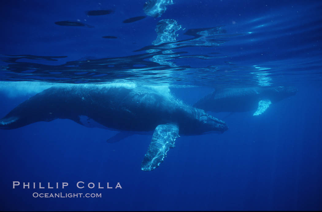 North Pacific humpback whale. Maui, Hawaii, USA, Megaptera novaeangliae, natural history stock photograph, photo id 00518