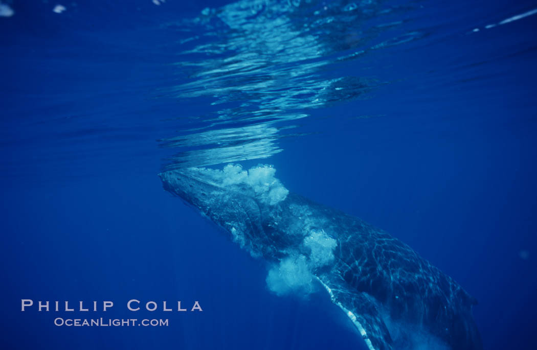 North Pacific humpback whale. Maui, Hawaii, USA, Megaptera novaeangliae, natural history stock photograph, photo id 00522