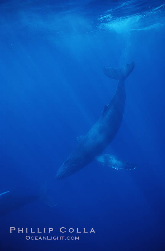 North Pacific humpback whale. Maui, Hawaii, USA, Megaptera novaeangliae, natural history stock photograph, photo id 00530