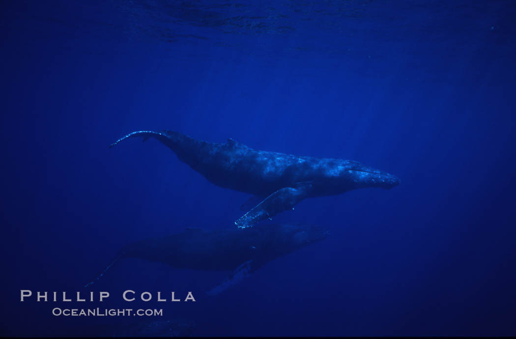 North Pacific humpback whale. Maui, Hawaii, USA, Megaptera novaeangliae, natural history stock photograph, photo id 00534