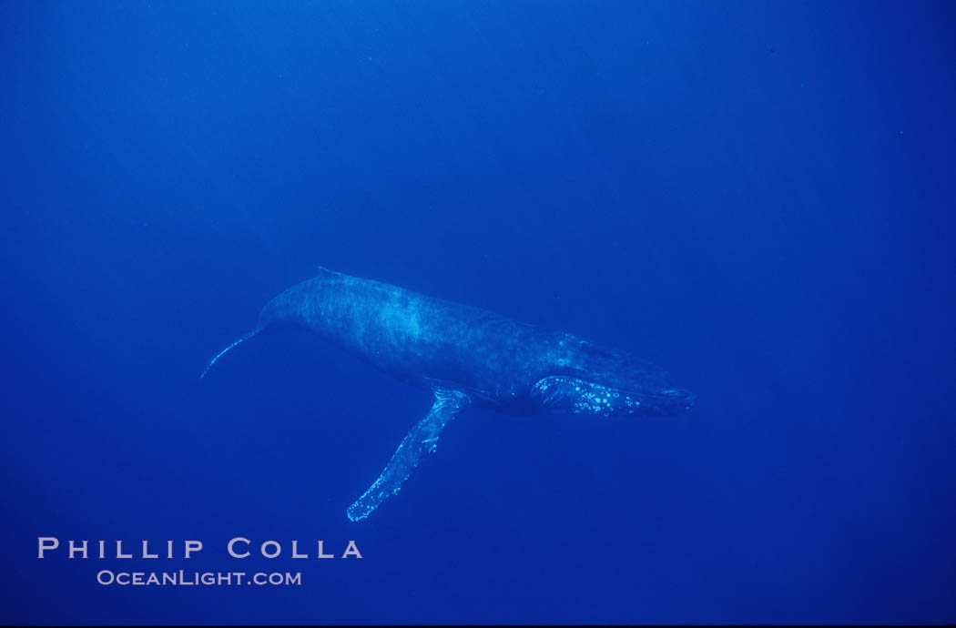 North Pacific humpback whale. Maui, Hawaii, USA, Megaptera novaeangliae, natural history stock photograph, photo id 00538