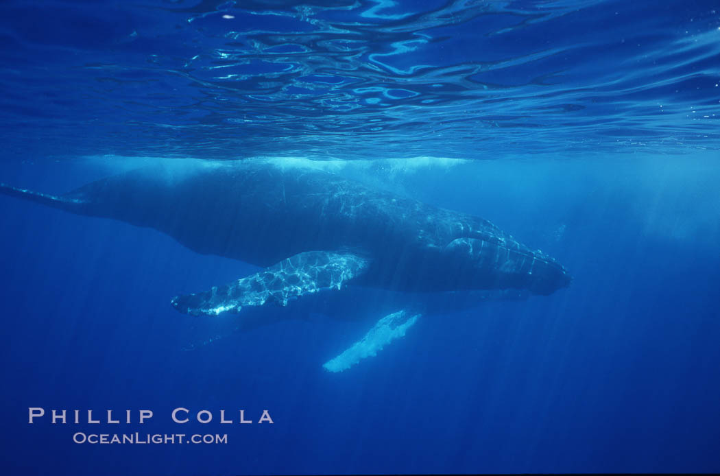 North Pacific humpback whale. Maui, Hawaii, USA, Megaptera novaeangliae, natural history stock photograph, photo id 00550
