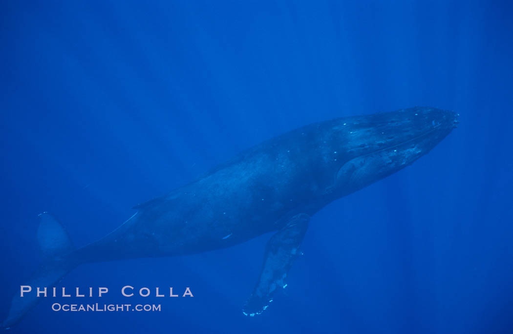 North Pacific humpback whale. Maui, Hawaii, USA, Megaptera novaeangliae, natural history stock photograph, photo id 01202