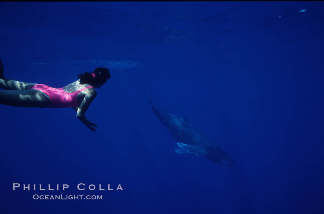 North Pacific humpback whale calf, Mikako Kotani. Maui, Hawaii, USA, Megaptera novaeangliae, natural history stock photograph, photo id 01206