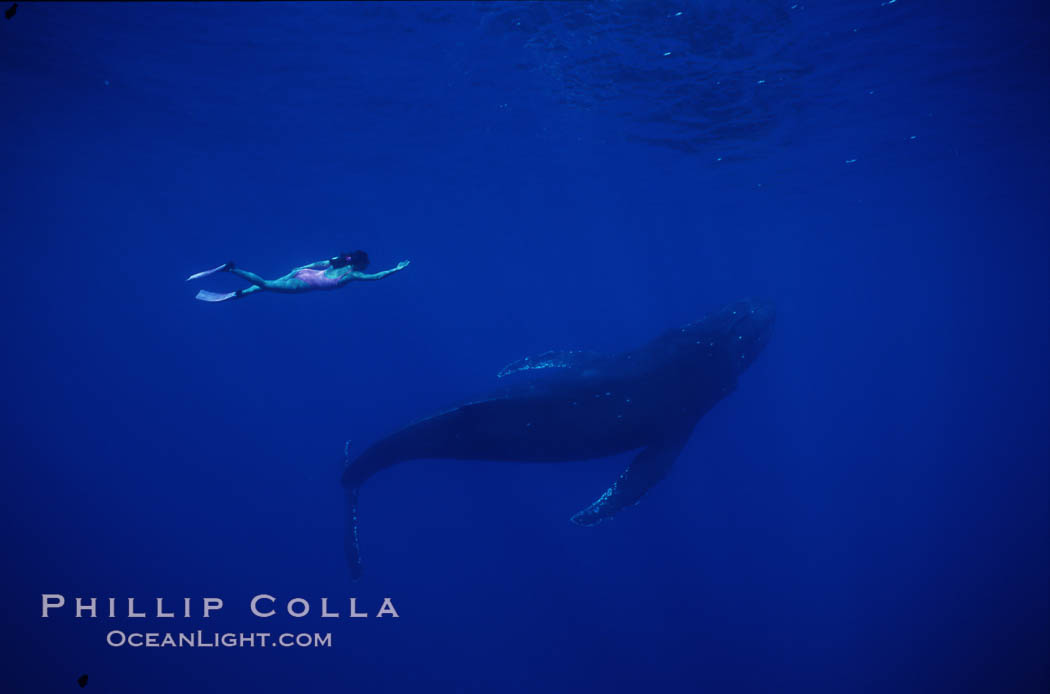 North Pacific humpback whale, Mikako Kotani. Maui, Hawaii, USA, Megaptera novaeangliae, natural history stock photograph, photo id 01210