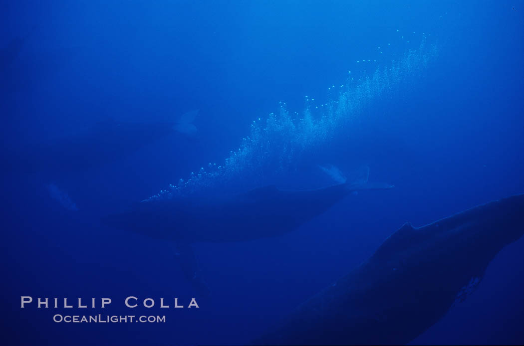 North Pacific humpback whale, active group w/ bubble trail. Maui, Hawaii, USA, Megaptera novaeangliae, natural history stock photograph, photo id 01218