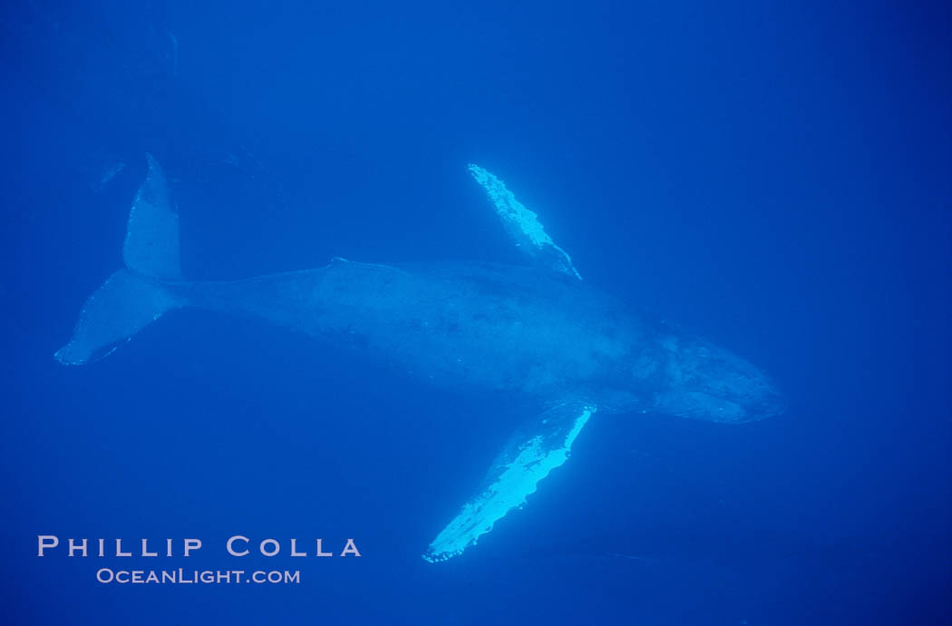 North Pacific humpback whale. Maui, Hawaii, USA, Megaptera novaeangliae, natural history stock photograph, photo id 01226