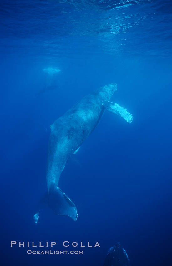 North Pacific humpback whale. Maui, Hawaii, USA, Megaptera novaeangliae, natural history stock photograph, photo id 01230
