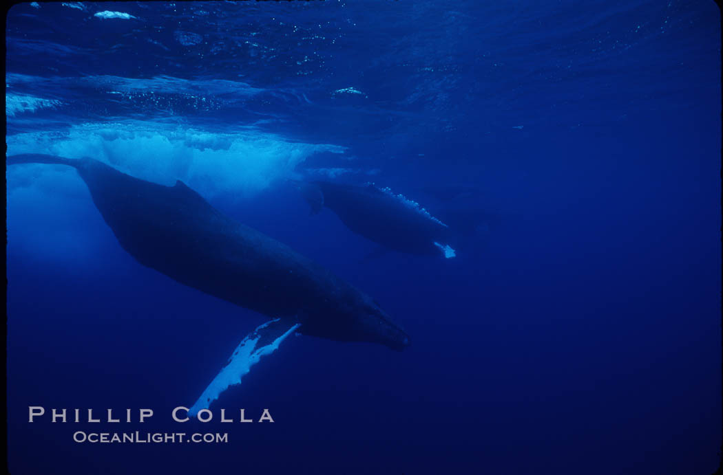 North Pacific humpback whale, active group. Maui, Hawaii, USA, Megaptera novaeangliae, natural history stock photograph, photo id 01302