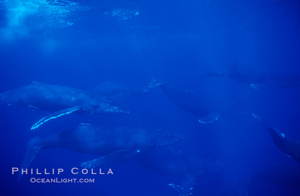 North Pacific humpback whale, large active group. Maui, Hawaii, USA, Megaptera novaeangliae, natural history stock photograph, photo id 00504
