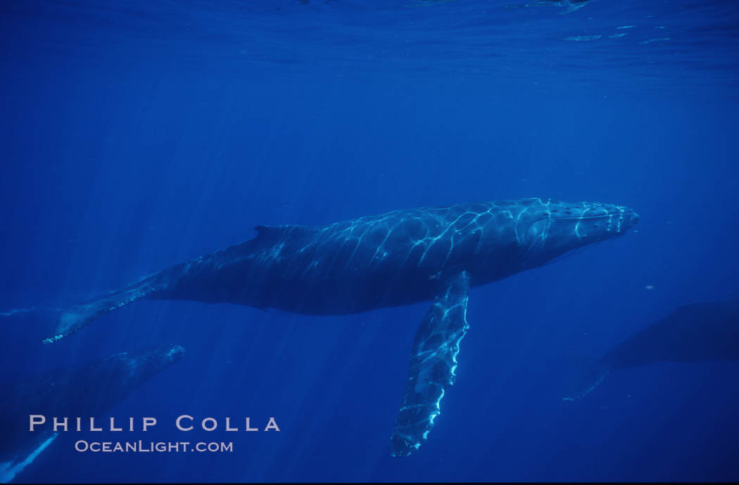 North Pacific humpback whale. Maui, Hawaii, USA, Megaptera novaeangliae, natural history stock photograph, photo id 00516