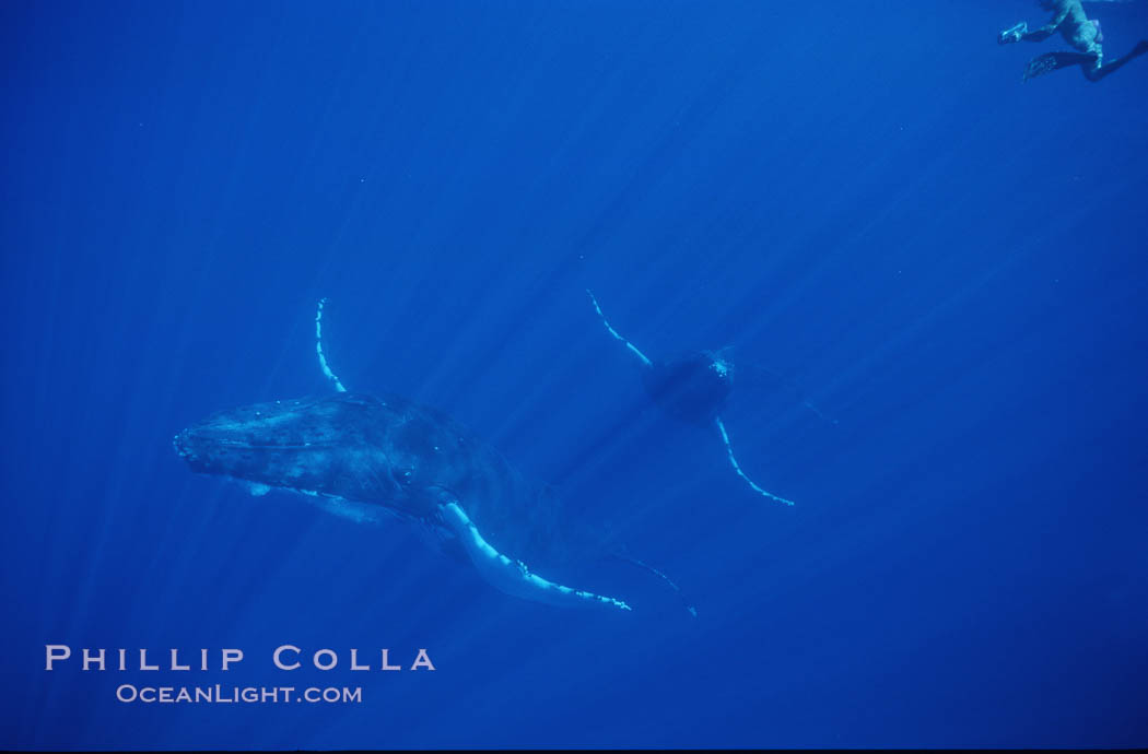 North Pacific humpback whale. Maui, Hawaii, USA, Megaptera novaeangliae, natural history stock photograph, photo id 00520