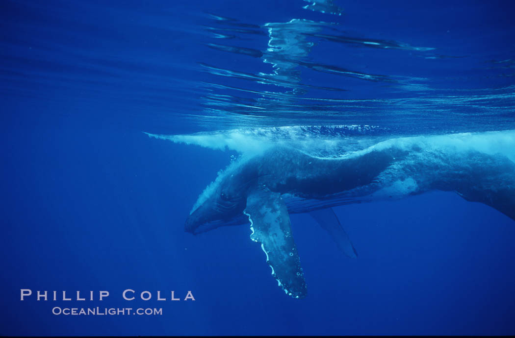 North Pacific humpback whale. Maui, Hawaii, USA, Megaptera novaeangliae, natural history stock photograph, photo id 00524