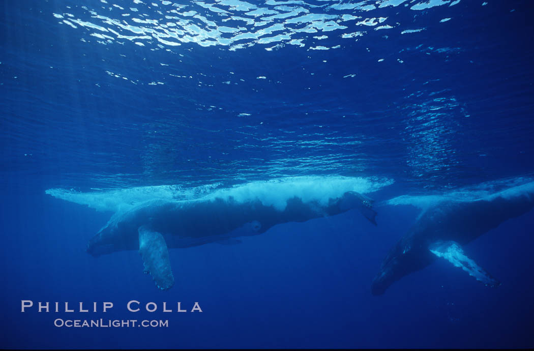 North Pacific humpback whale. Maui, Hawaii, USA, Megaptera novaeangliae, natural history stock photograph, photo id 00528