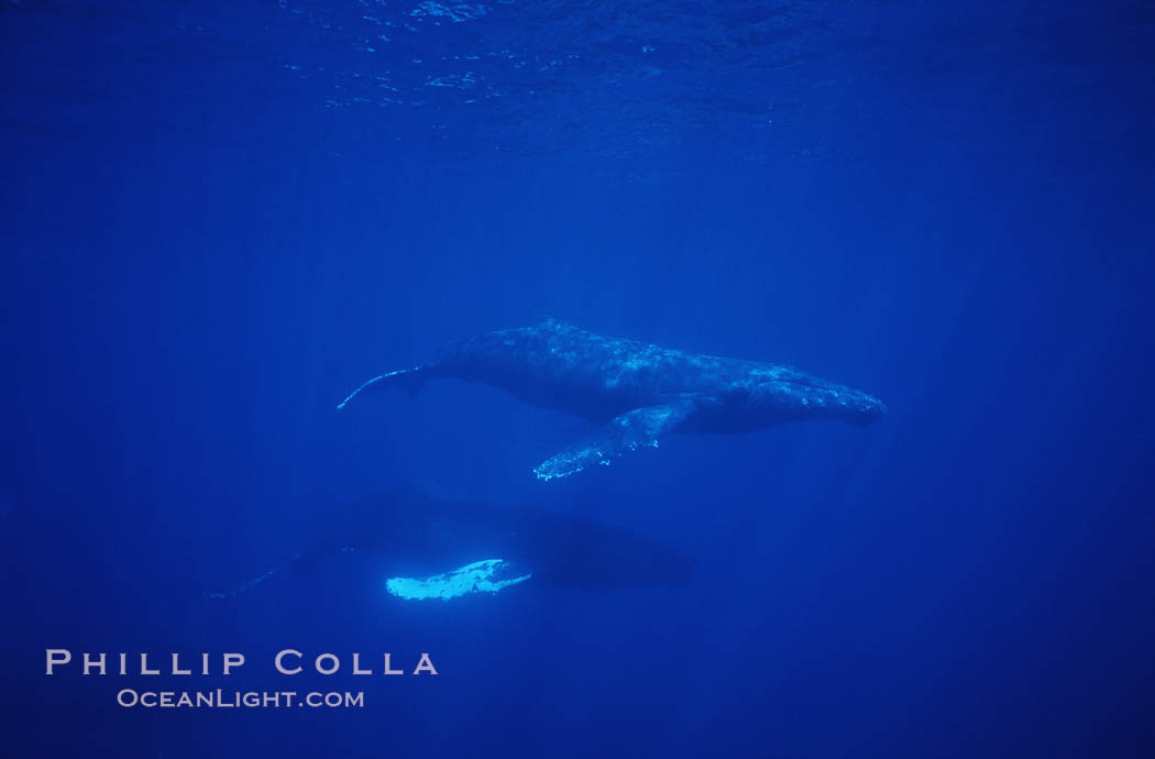 North Pacific humpback whale. Maui, Hawaii, USA, Megaptera novaeangliae, natural history stock photograph, photo id 00532