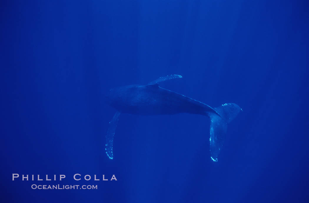 North Pacific humpback whale. Maui, Hawaii, USA, Megaptera novaeangliae, natural history stock photograph, photo id 00536