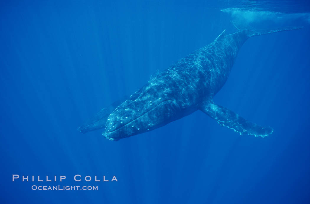 North Pacific humpback whale. Maui, Hawaii, USA, Megaptera novaeangliae, natural history stock photograph, photo id 00552