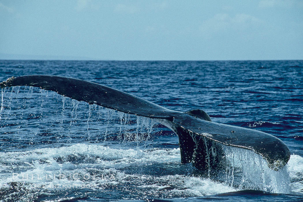 Humpback whale raising fluke (tail) out of the water before making a dive. Maui, Hawaii, USA, Megaptera novaeangliae, natural history stock photograph, photo id 01192