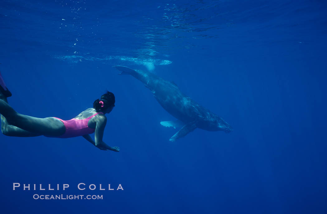 North Pacific humpback whale calf, Mikako Kotani. Maui, Hawaii, USA, Megaptera novaeangliae, natural history stock photograph, photo id 01208