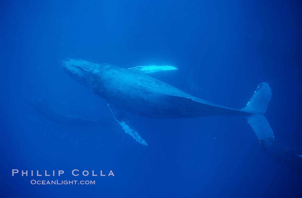 North Pacific humpback whale. Maui, Hawaii, USA, Megaptera novaeangliae, natural history stock photograph, photo id 01228