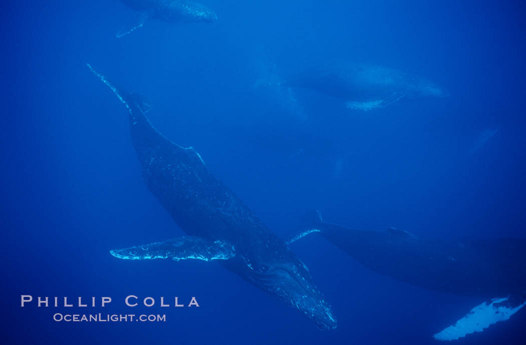 North Pacific humpback whale, active group. Maui, Hawaii, USA, Megaptera novaeangliae, natural history stock photograph, photo id 01236