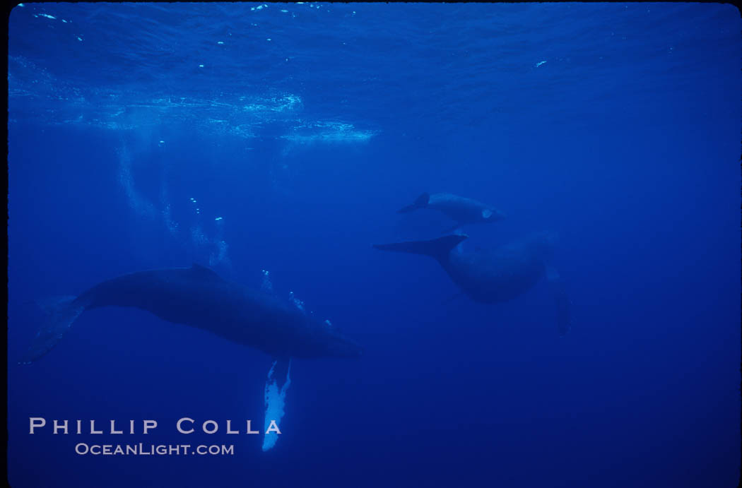North Pacific humpback whale, active group. Maui, Hawaii, USA, Megaptera novaeangliae, natural history stock photograph, photo id 01300