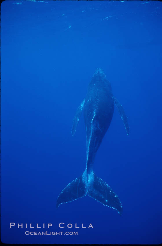 North Pacific humpback whale, calf. Maui, Hawaii, USA, Megaptera novaeangliae, natural history stock photograph, photo id 01308