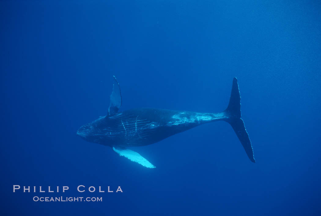 North Pacific humpback whale, calf. Maui, Hawaii, USA, Megaptera novaeangliae, natural history stock photograph, photo id 01312