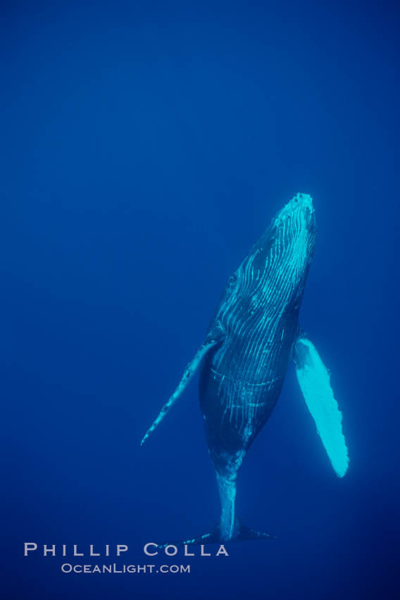 North Pacific humpback whale, calf. Maui, Hawaii, USA, Megaptera novaeangliae, natural history stock photograph, photo id 01316