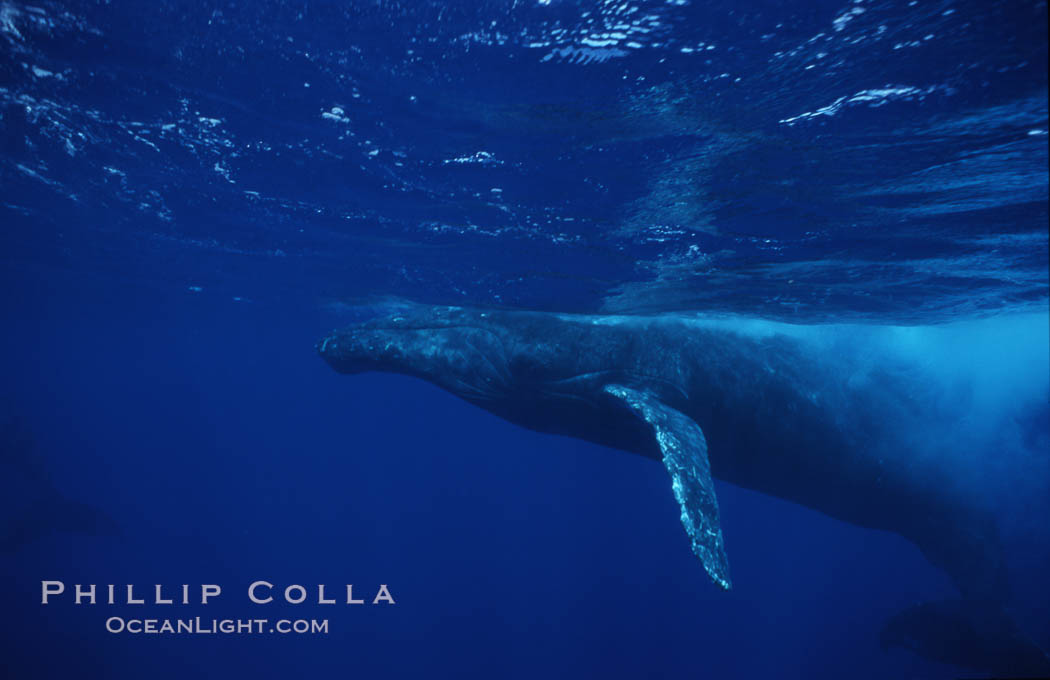 Humpback whale (male), surfacing. Maui, Hawaii, USA, Megaptera novaeangliae, natural history stock photograph, photo id 02832