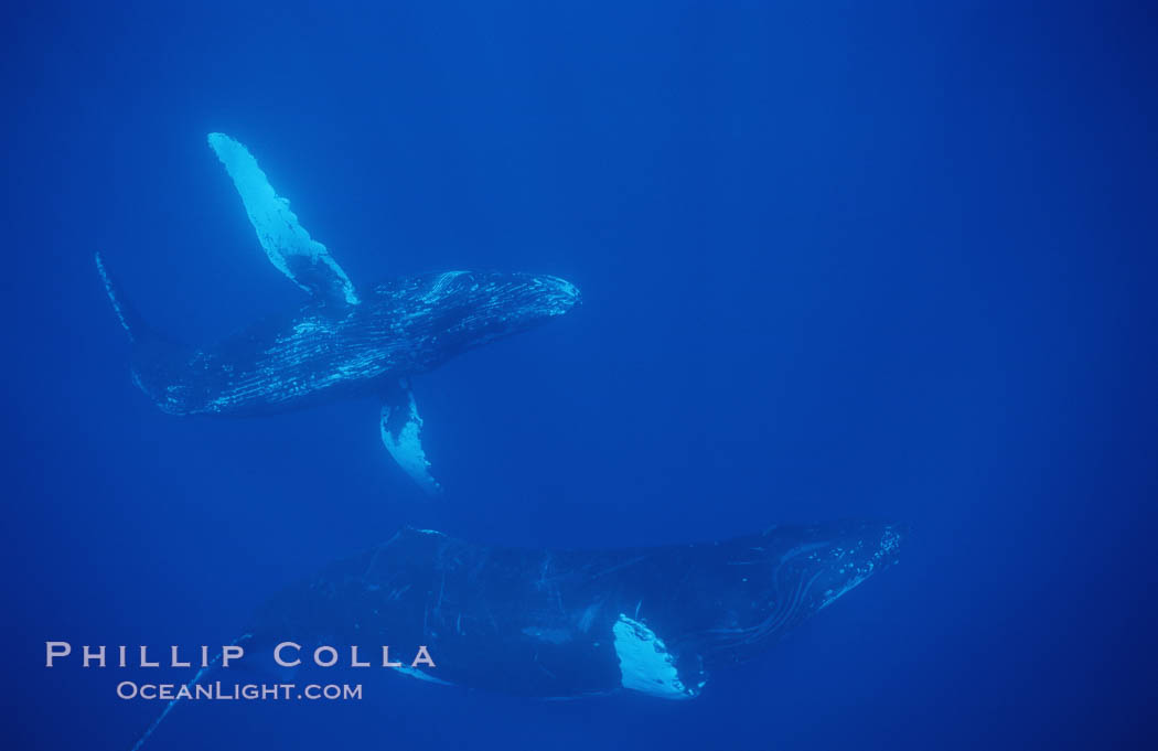 North Pacific humpback whalesan Islands. Maui, Hawaii, USA, Megaptera novaeangliae, natural history stock photograph, photo id 02964
