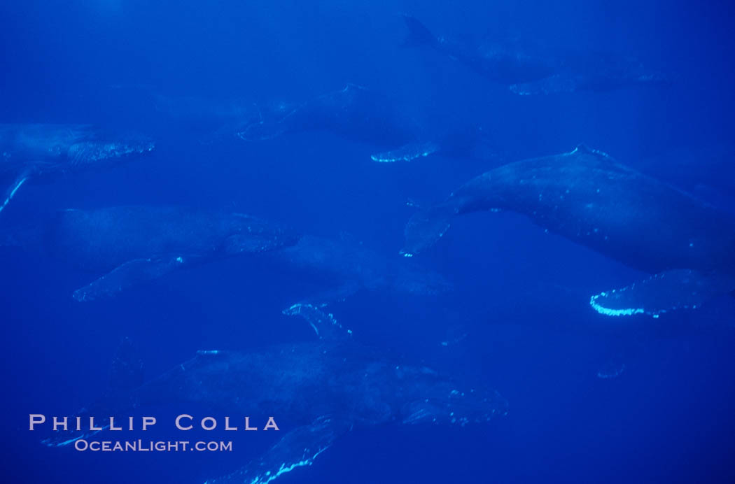North Pacific humpback whale, 11 whales in active group. Maui, Hawaii, USA, Megaptera novaeangliae, natural history stock photograph, photo id 00503
