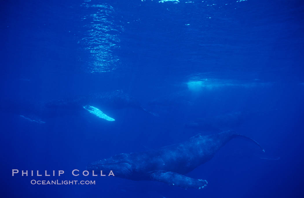 North Pacific humpback whale, active group. Maui, Hawaii, USA, Megaptera novaeangliae, natural history stock photograph, photo id 00507