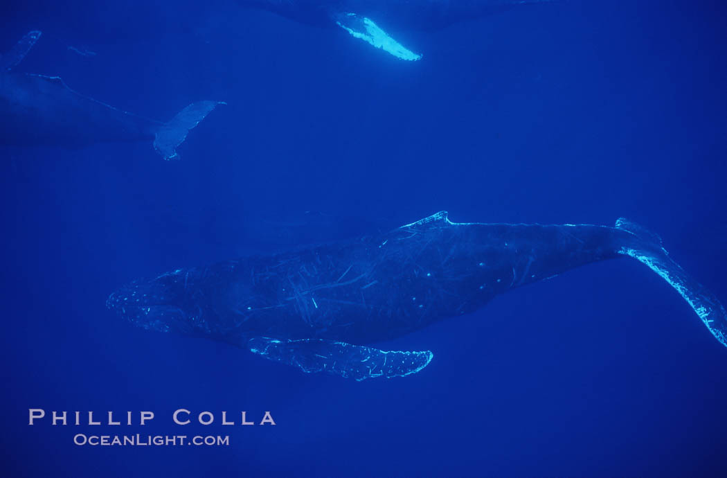 North Pacific humpback whale, active group. Maui, Hawaii, USA, Megaptera novaeangliae, natural history stock photograph, photo id 00511