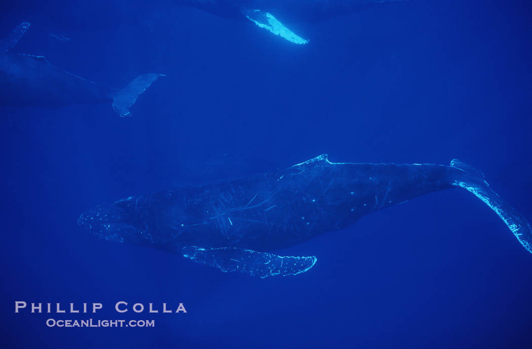 North Pacific humpback whale, active group., Megaptera novaeangliae, natural history stock photograph, photo id 00511
