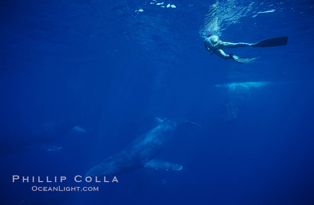 North Pacific humpback whale, active group, research diver. Maui, Hawaii, USA, Megaptera novaeangliae, natural history stock photograph, photo id 00515